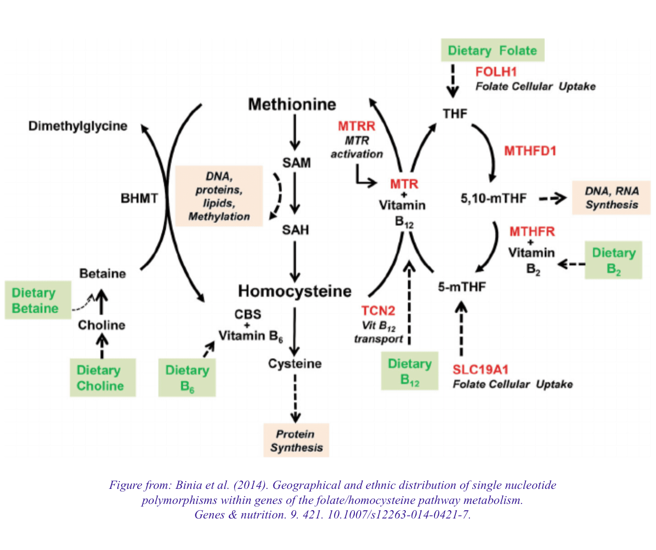 Homocysteine metabolism